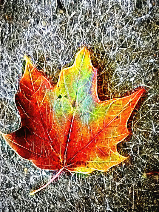 Mid October Leaves 5 Digital Image Download