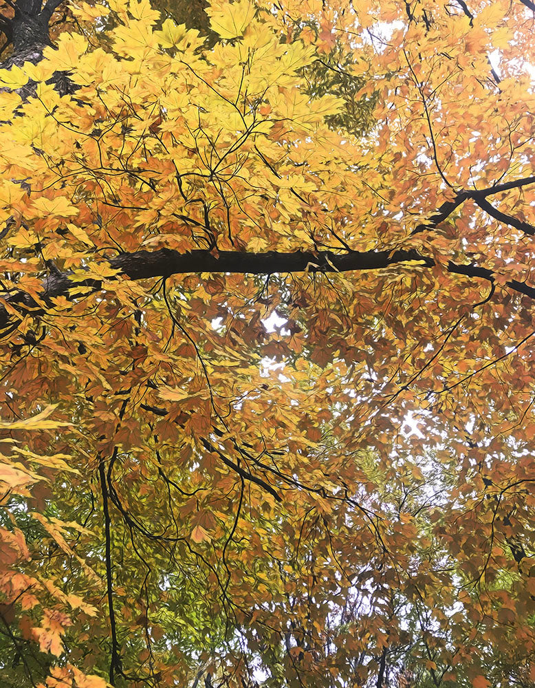 Mid October Trees Digital Image Download
