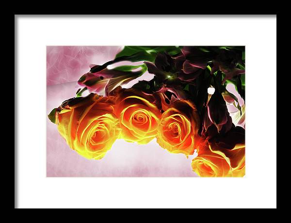 Mini Orange Roses on Pink - Framed Print