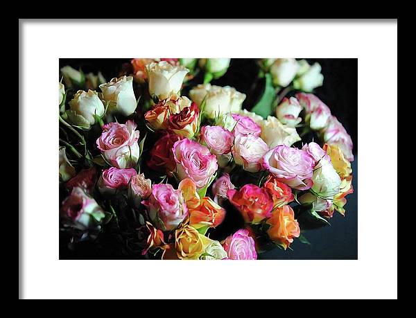 Mini Tea Roses - Framed Print