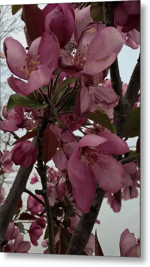Montana Tree Flowers in Pink - Metal Print