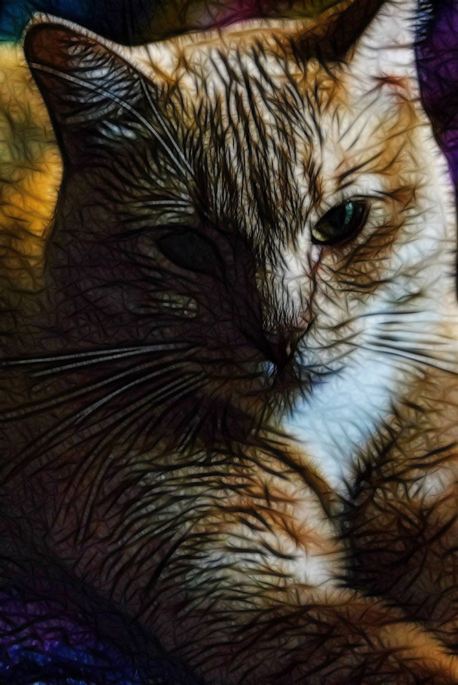 My Old Cat Digital Image Download