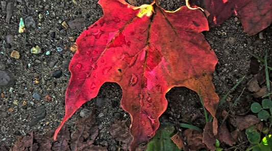 October Sunrise Leaf Digital Image Download