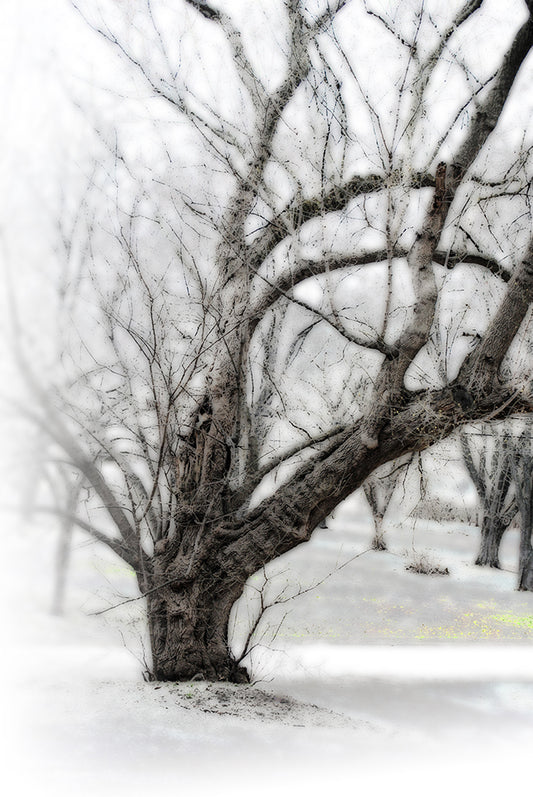 Old Tree On White Digital Image Download