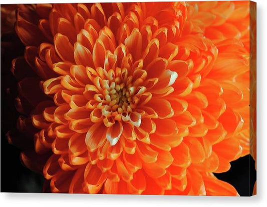 Orange Chrysanthemum - Canvas Print
