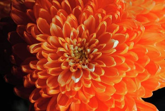 Orange Chrysanthemum - Art Print