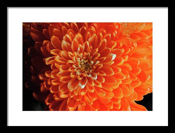 Orange Chrysanthemum - Framed Print