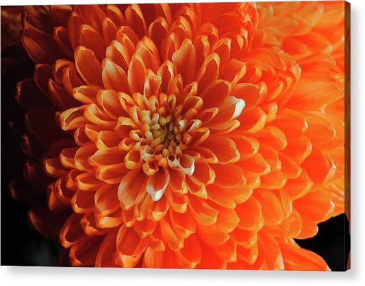 Orange Chrysanthemum - Acrylic Print