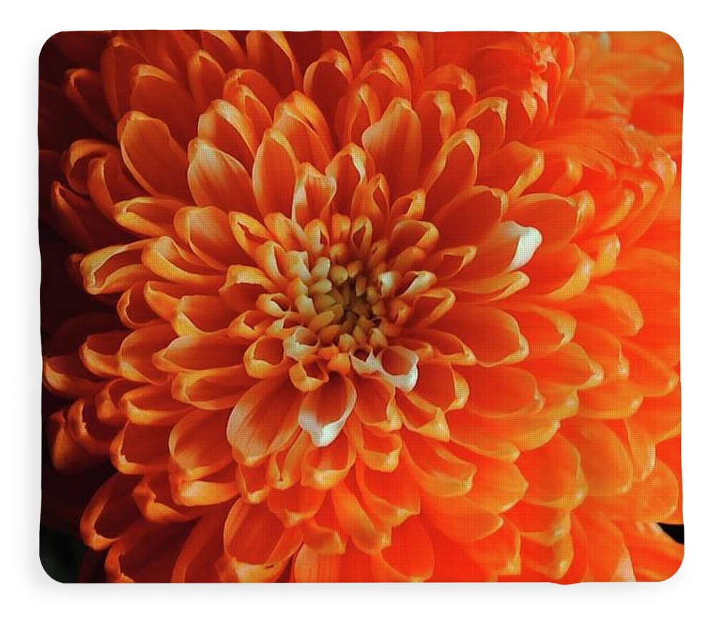 Orange Chrysanthemum - Blanket