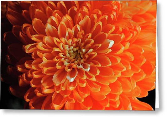 Orange Chrysanthemum - Greeting Card