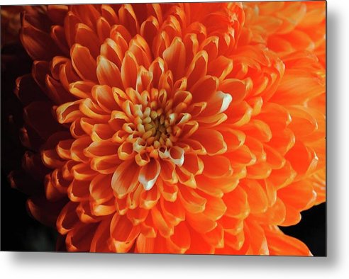 Orange Chrysanthemum - Metal Print