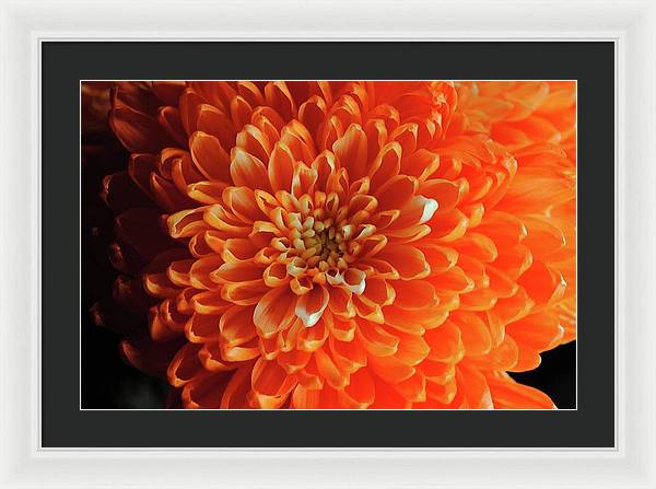 Orange Chrysanthemum - Framed Print