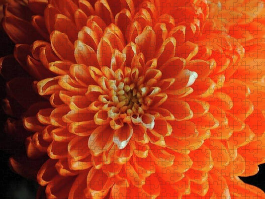 Orange Chrysanthemum - Puzzle