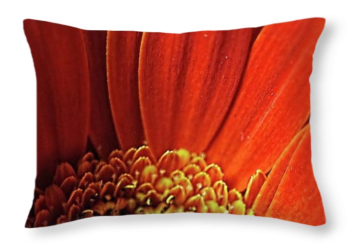 Orange Daisy Close Up - Throw Pillow
