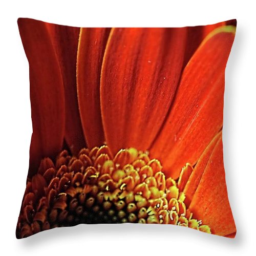 Orange Daisy Close Up - Throw Pillow
