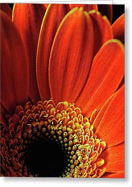 Orange Daisy Close Up - Greeting Card