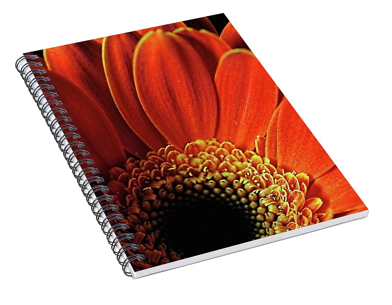 Orange Daisy Close Up - Spiral Notebook