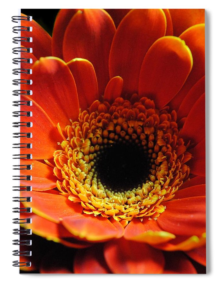 Orange Daisy On Black - Spiral Notebook