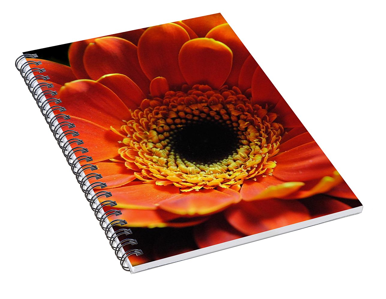 Orange Daisy On Black - Spiral Notebook
