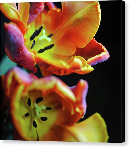 Orange Open Parrot Tulips - Canvas Print