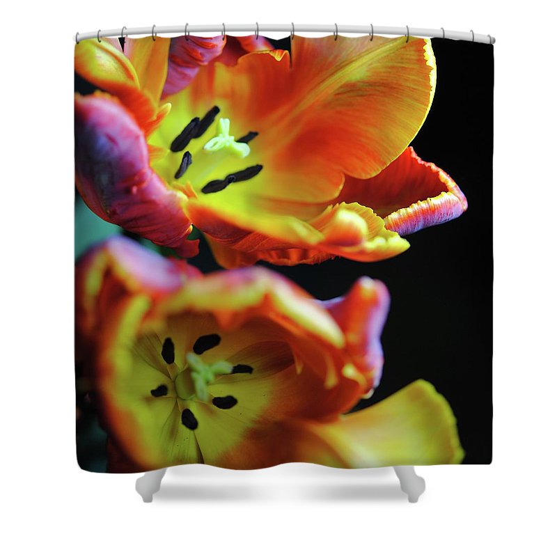 Orange Open Parrot Tulips - Shower Curtain