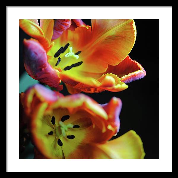 Orange Open Parrot Tulips - Framed Print