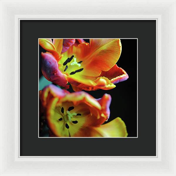 Orange Open Parrot Tulips - Framed Print