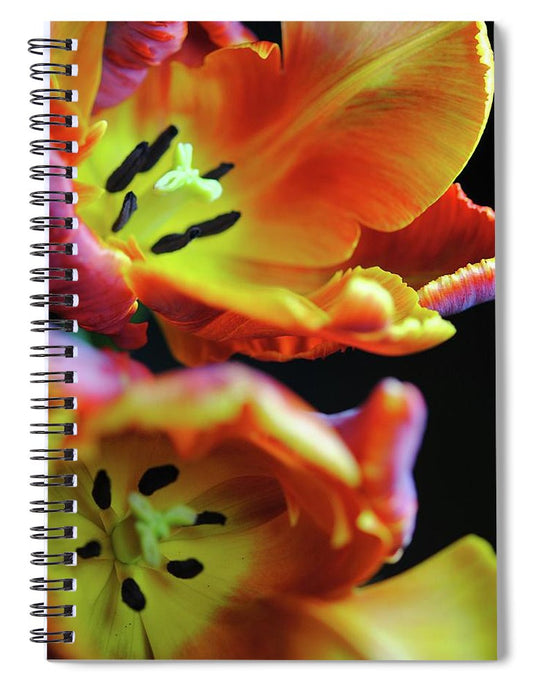 Orange Open Parrot Tulips - Spiral Notebook