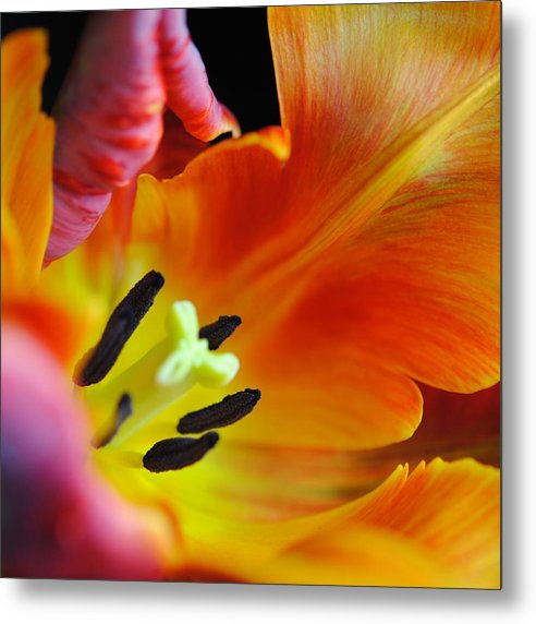 Orange Parrot Tulip Close Up - Metal Print