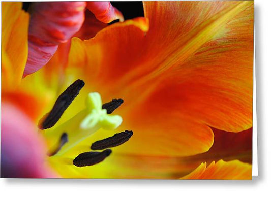 Orange Parrot Tulip Close Up - Greeting Card