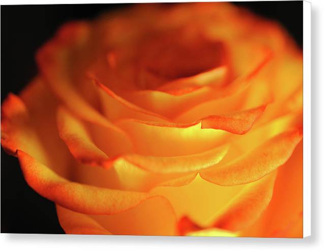 Orange Rose Close Up - Canvas Print