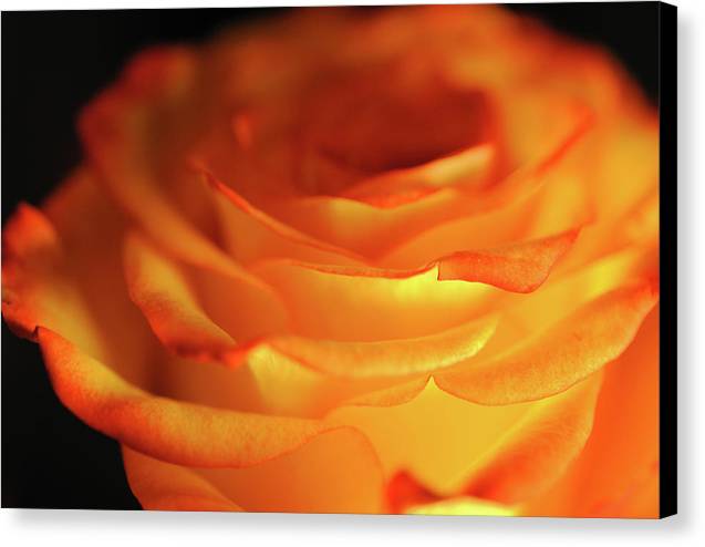 Orange Rose Close Up - Canvas Print