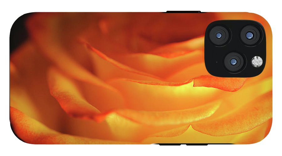 Orange Rose Close Up - Phone Case