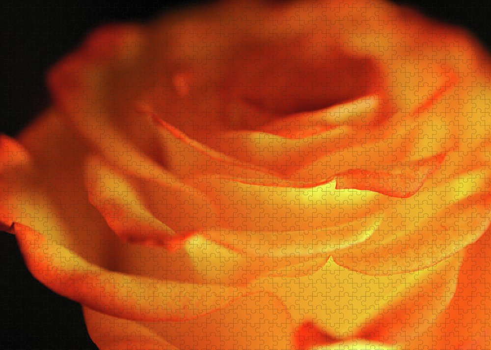 Orange Rose Close Up - Puzzle