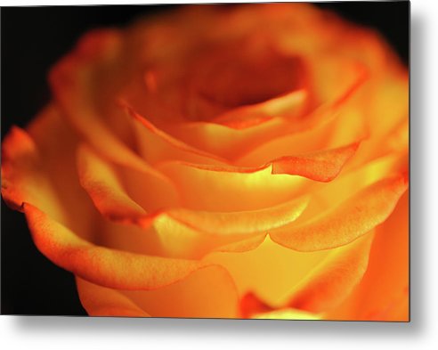 Orange Rose Close Up - Metal Print