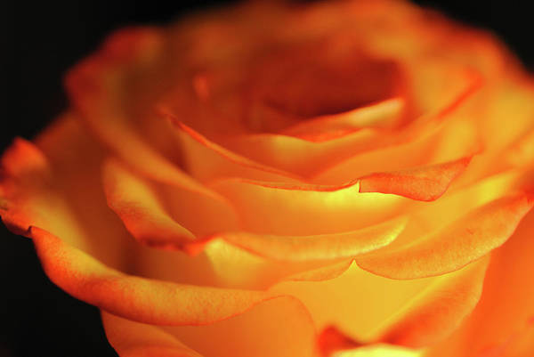 Orange Rose Close Up - Art Print