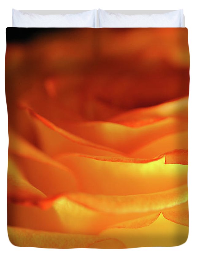 Orange Rose Close Up - Duvet Cover
