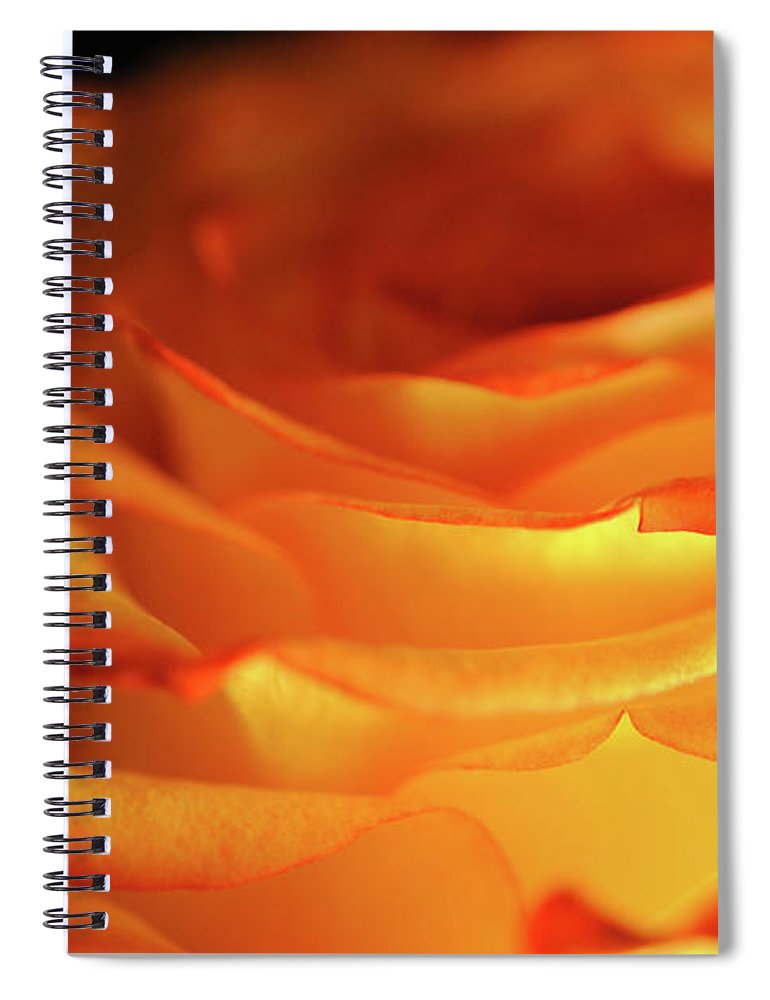 Orange Rose Close Up - Spiral Notebook