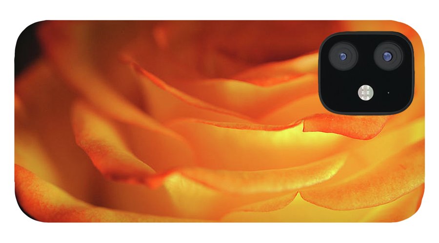 Orange Rose Close Up - Phone Case