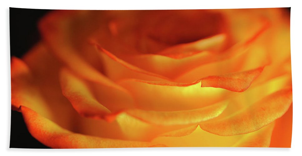 Orange Rose Close Up - Bath Towel