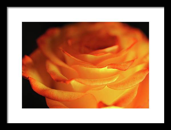 Orange Rose Close Up - Framed Print