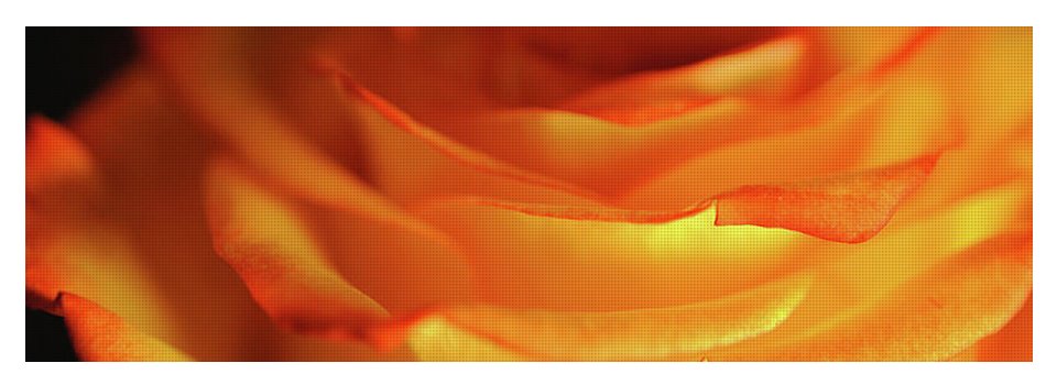 Orange Rose Close Up - Yoga Mat