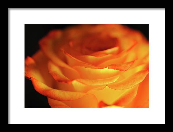 Orange Rose Close Up - Framed Print