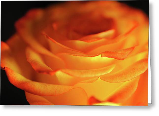 Orange Rose Close Up - Greeting Card