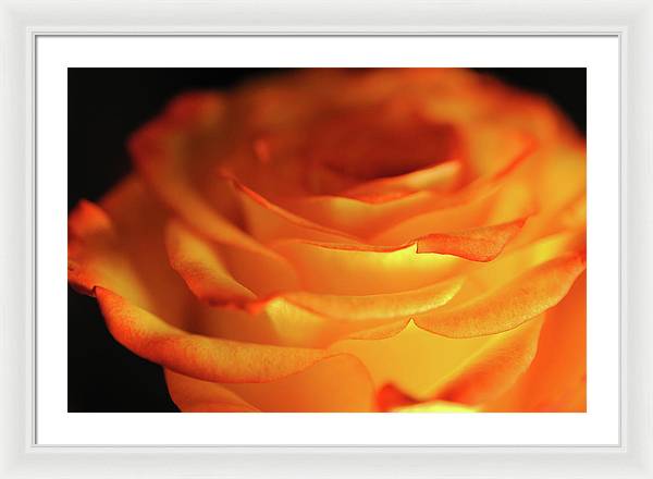 Orange Rose Close Up - Framed Pri