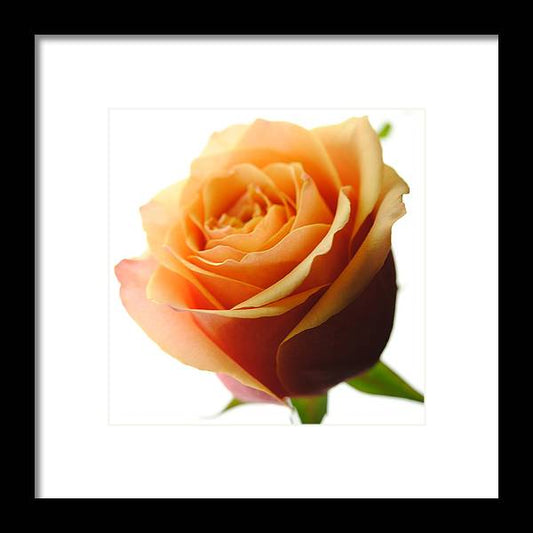 Orange Rose On White - Framed Print
