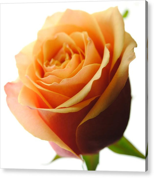 Orange Rose On White - Acrylic Print