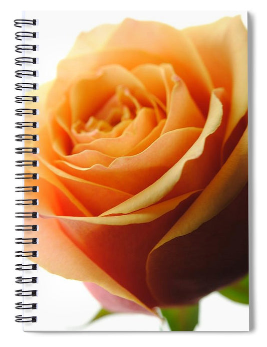 Orange Rose On White - Spiral Notebook
