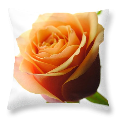 Orange Rose On White - Throw Pillow