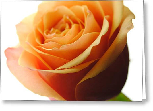 Orange Rose On White - Greeting Card